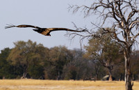 White-headed vulture - Hwange NP