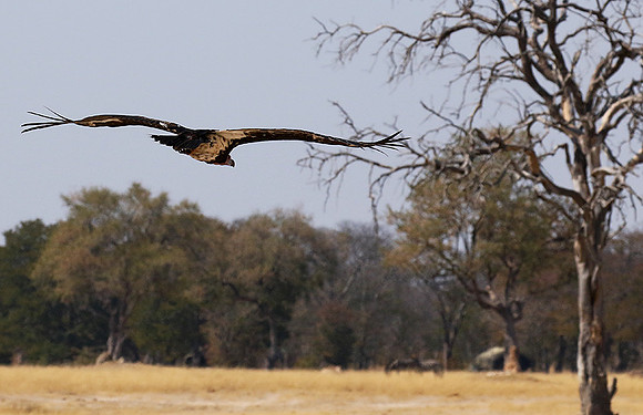 White-headed vulture - Hwange NP