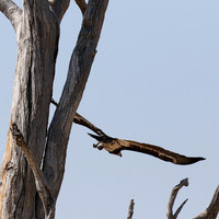 White-headed vulture - Hwange NP