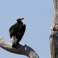 White-headed vulture - Hwange NP