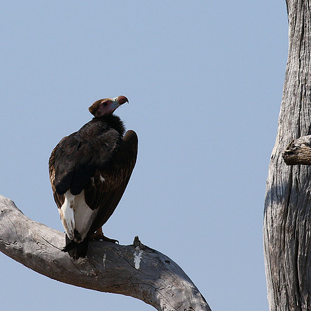 White-headed vulture - Hwange NP