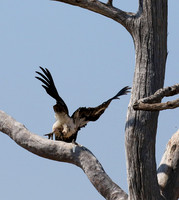 White-headed vulture - Hwange NP