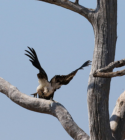 White-headed vulture - Hwange NP