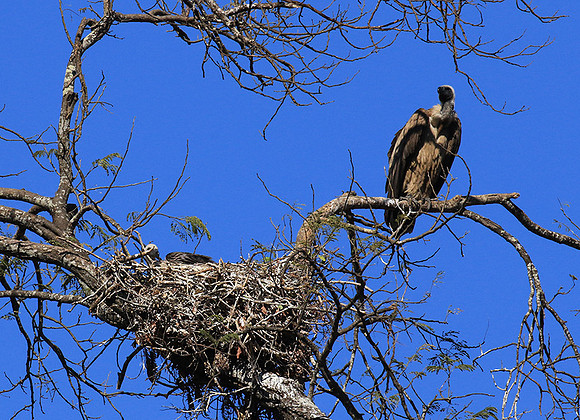 white-backed vulture - Malilangwe