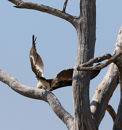White-headed vulture - Hwange NP