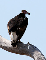 White-headed vulture - Hwange NP
