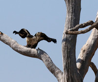 White-headed vulture - Hwange NP