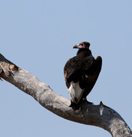 White-headed vulture - Hwange NP