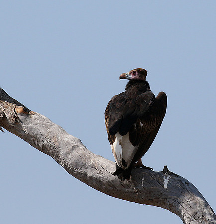 White-headed vulture - Hwange NP