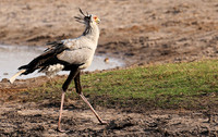 Hwange National Park
