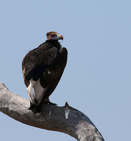 White-headed vulture - Hwange NP