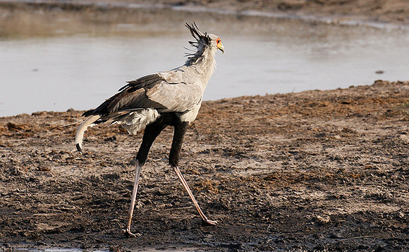 Hwange National Park