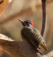 Bennet's woodpecker - Malilangwe