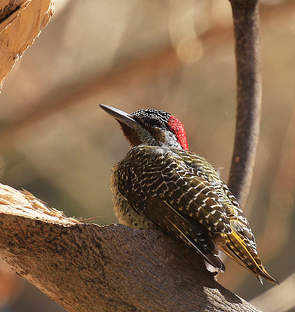Bennet's woodpecker - Malilangwe