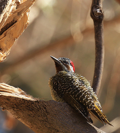 Bennet's woodpecker - Malilangwe