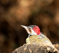 Bennet's woodpecker - Malilangwe