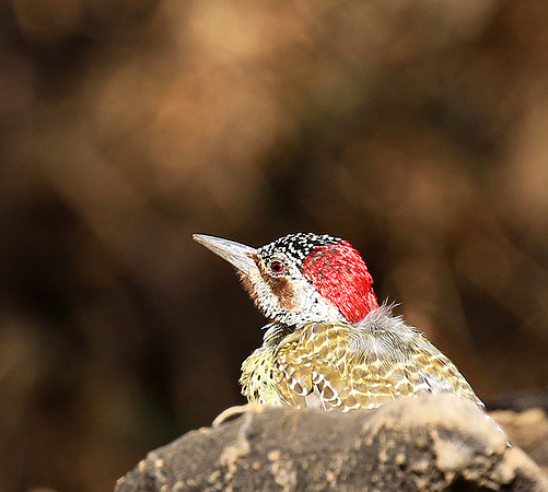 Bennet's woodpecker - Malilangwe