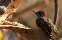 Bennet's woodpecker - Malilangwe