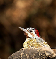 Bennet's woodpecker - Malilangwe