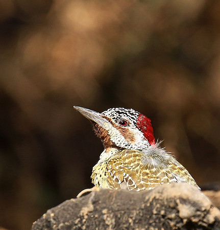 Bennet's woodpecker - Malilangwe