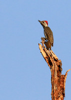 Bennet's woodpecker - Malilangwe