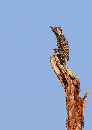 Bennet's woodpecker - Malilangwe