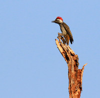 Bennet's woodpecker - Malilangwe