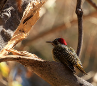 Woodpeckers