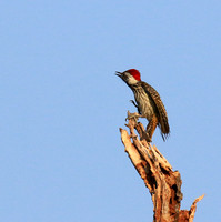 Bennet's woodpecker - Malilangwe