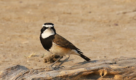 Capped wheatear
