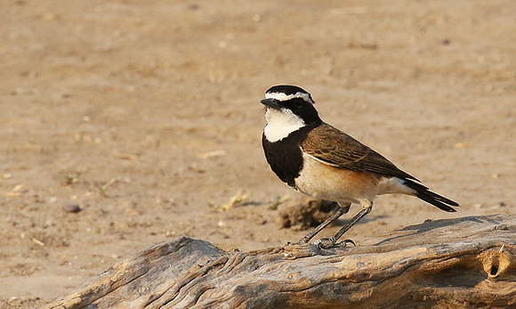 Capped wheatear