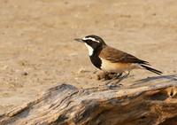 Capped wheatear