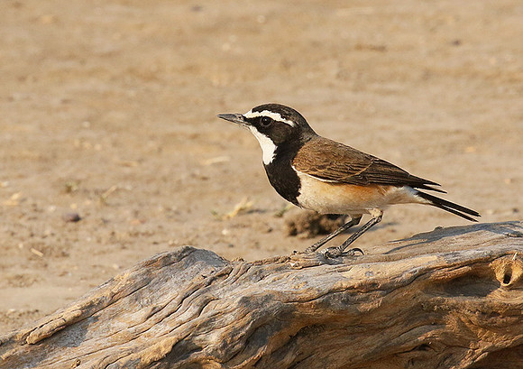 Capped wheatear