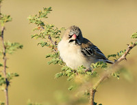 scaly feathered finch - Central Kalahari