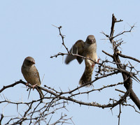 Red-headed finch - Central Kalahari