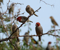 Red-headed finch - Central Kalahari