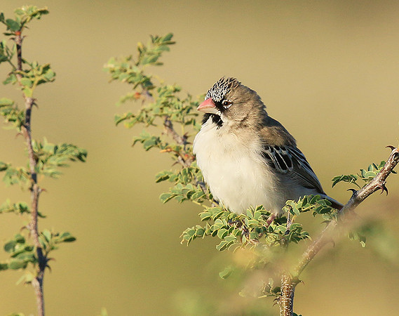 scaly feathered finch - Central Kalahari