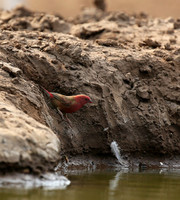 Finches