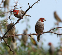 Red-headed finch - Central Kalahari
