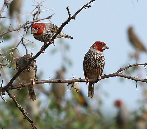 Red-headed finch - Central Kalahari