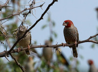 Red-headed finch - Central Kalahari