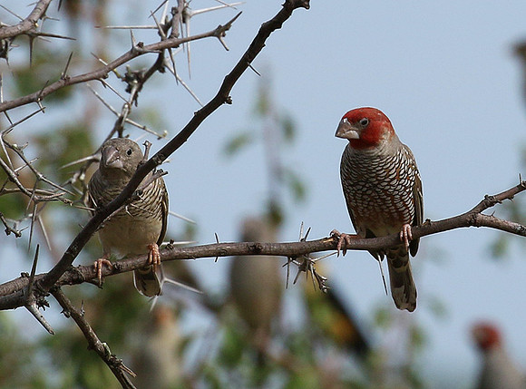 Red-headed finch - Central Kalahari