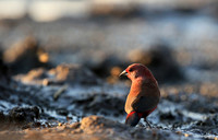 Red-billed firefinch - Mashatu game reserve