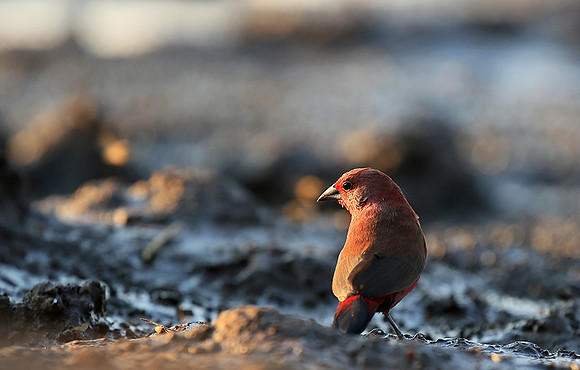 Red-billed firefinch - Mashatu game reserve