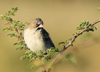 scaly feathered finch - Central Kalahari