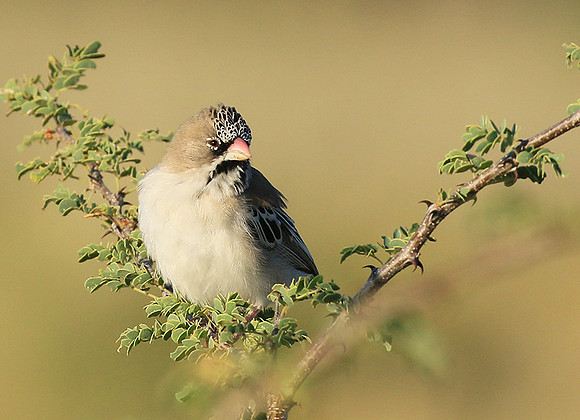 scaly feathered finch - Central Kalahari