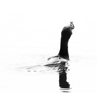 Cormorant swallowing a snake - Okavango