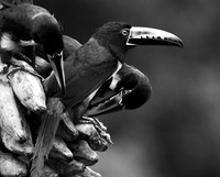 Collared aracari - Costa Rica