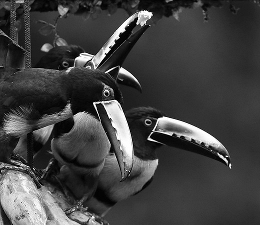 Collared aracari - Costa Rica