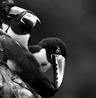 Aracaris